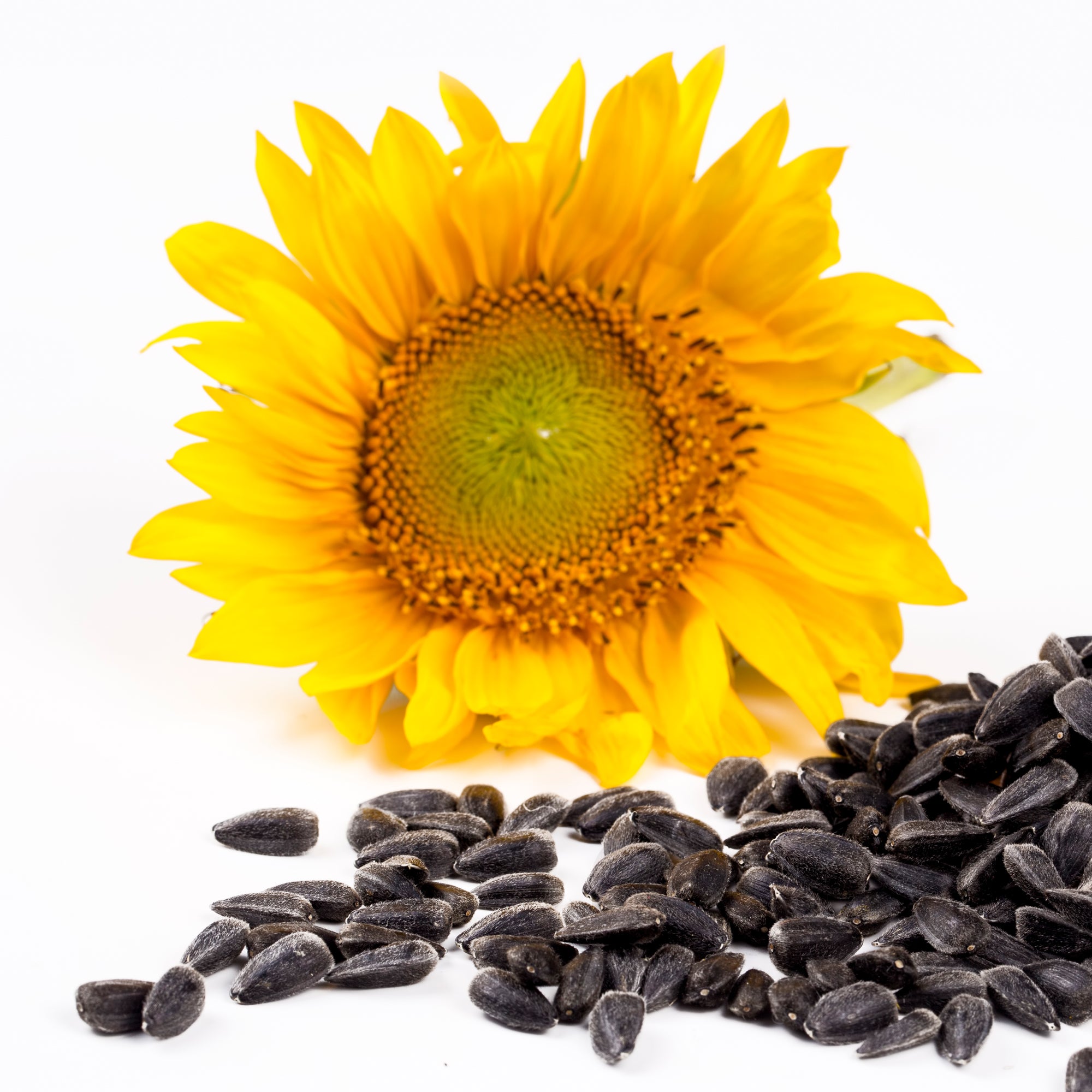 Plant extracts: sunflower seed oil